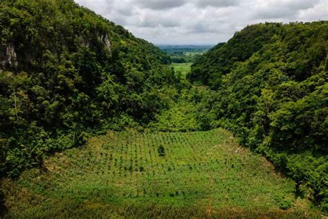 Piantare alberi per aiutare il clima 